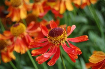 Helenium 'Rubincwerg'