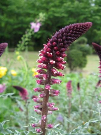 Lysimachia atropurpurea