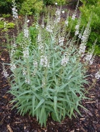 Lysimachia ephemerum