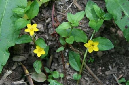 Lysimachia nemorum