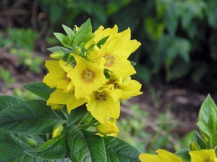 Lysimachia punctata2