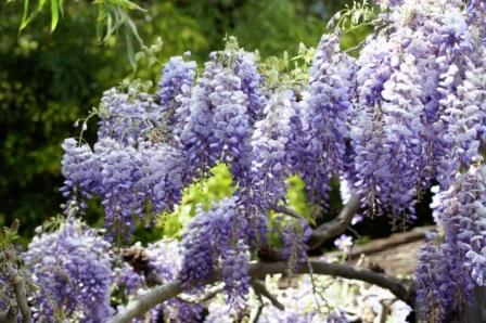 Wisteria chinensis