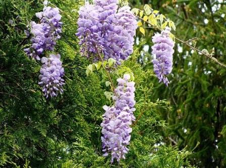 Wisteria frutescens