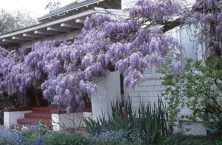 Wisteria macrostachys