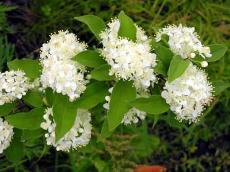 Deutzia amurensis