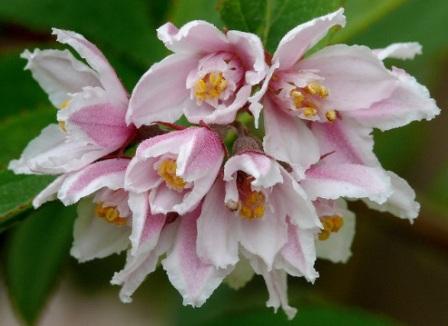Deutzia longifolia