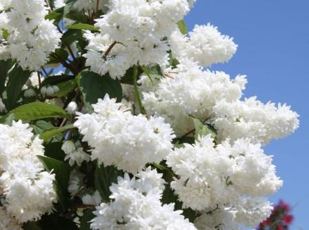 Deutzia x magnifica
