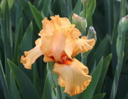 Iris 'Avalon Sunset'