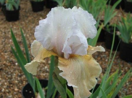 Iris 'Champagne Elegance'