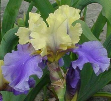 Iris 'Edith Wolford' посадка и уход Iris 'Edith Wolford'