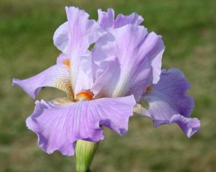 Iris 'Mauvelous'