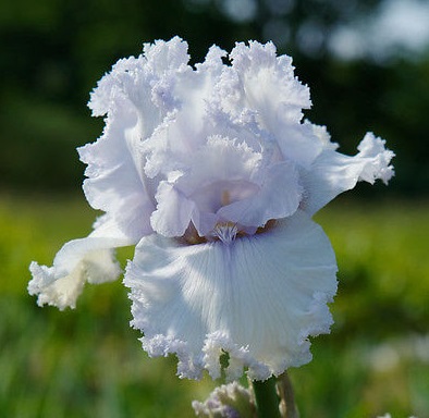 Iris 'Queen of Angels'