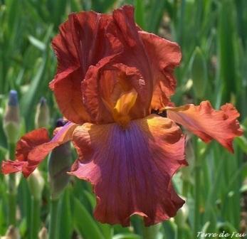 Iris 'TERRE DE FEU'