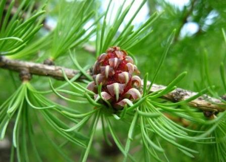 Larix sibirica
