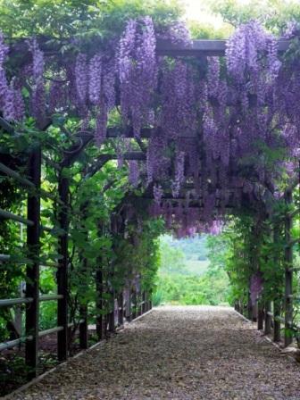 pergola9