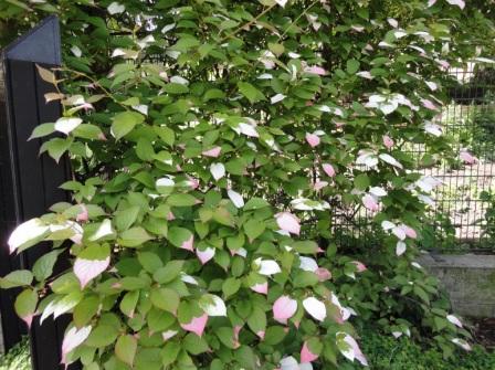 Actinidia kolomikta