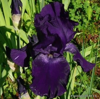 Iris aphylla 'Black Forest'