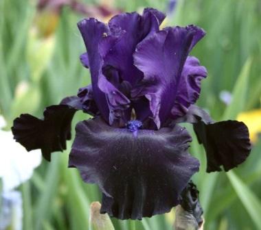 Iris aphylla 'Black in Black'