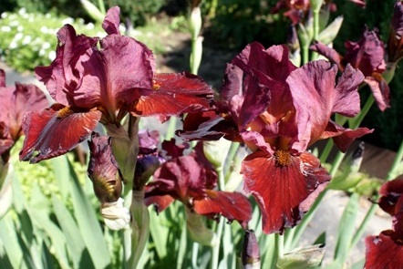 Iris aphylla 'Demon'