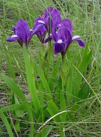 Iris furcata