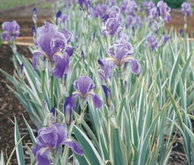 Iris pallida 'Argentea variegata'