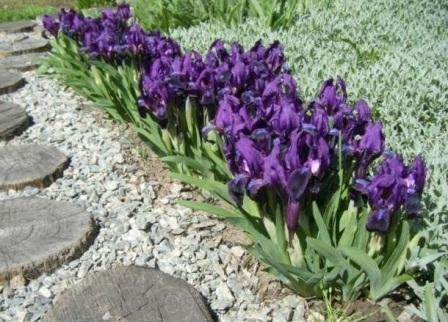 Iris pumila 'Cyanea'