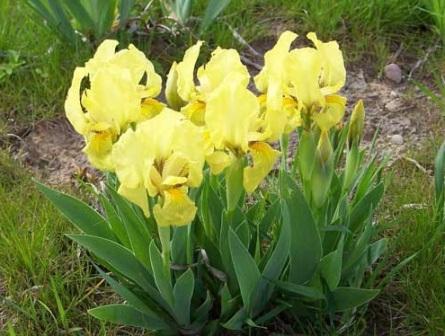 Iris pumila 'Lutea'