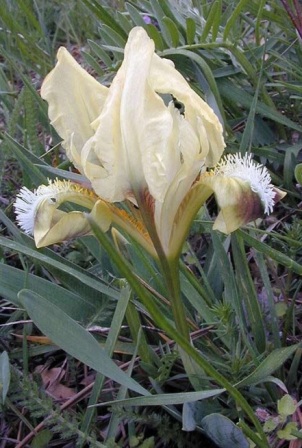 Iris pumila 'Schneekuppe'