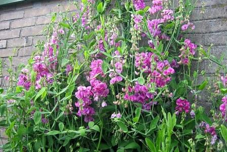 Lathyrus