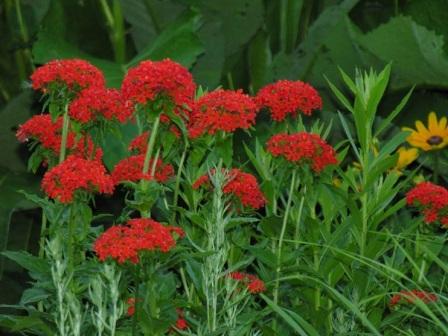 Lychnis chalcedonica