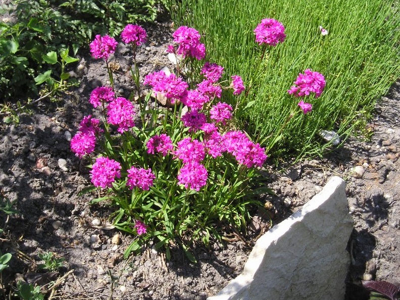 Смолка цветок многолетник посадка и уход в открытом грунте фото