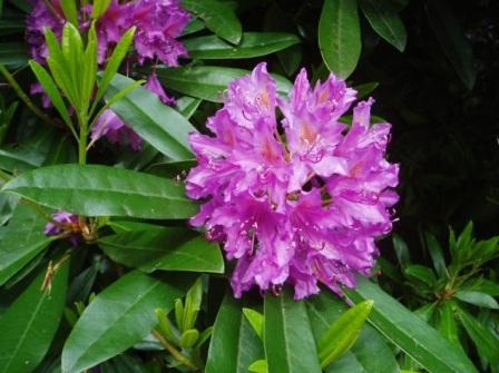 RHODODENDRON