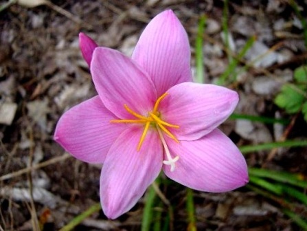 Zephyranthes grandiflora