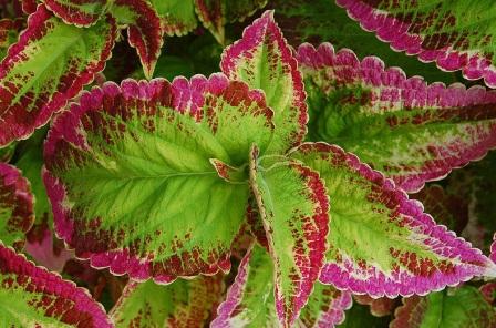 Coleus x hybridus 'Japanese Giant' посадка и уход в открытом грунте Coleus x hybridus 'Japanese Giant'