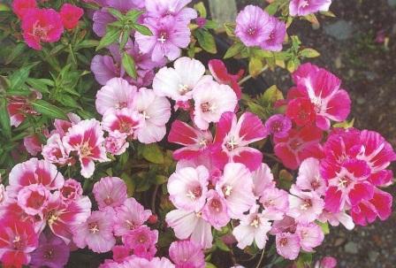 Годеция крупноцветковая уход Godetia grandiflora