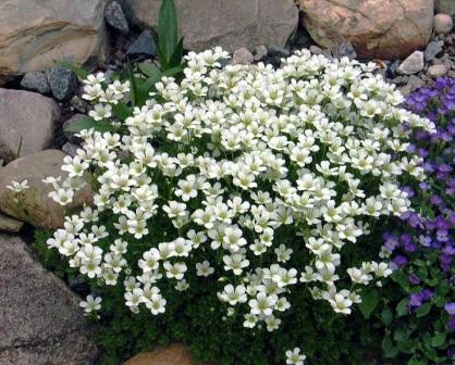 Saxifraga caespitosa