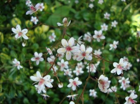 Saxifraga urbium
