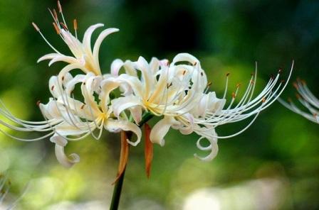 lycoris-albiflora