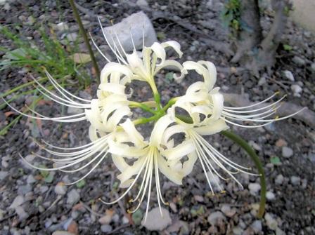 lycoris-radiata