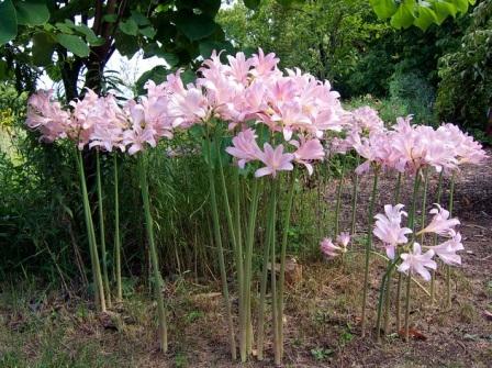 Ликорис чешуйчатый выращивание и уход lycoris-squamigera