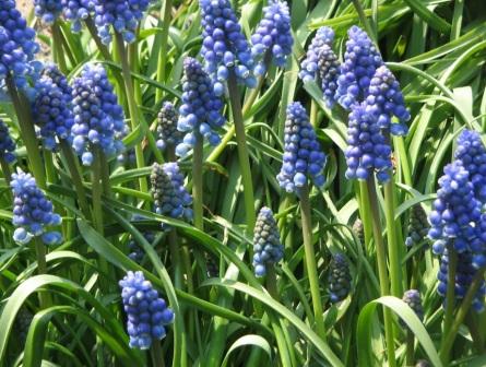 Мускари армянский, или колхидский посадка и уход в открытом грунте muscari-armeniacum