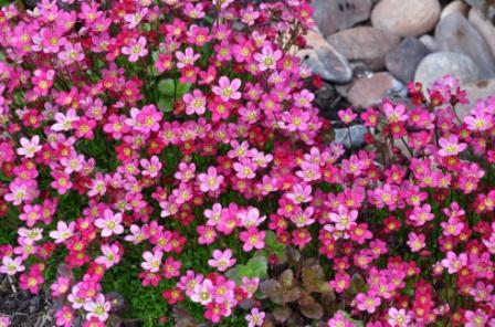 saxifraga-x-arendsii-purple-robe