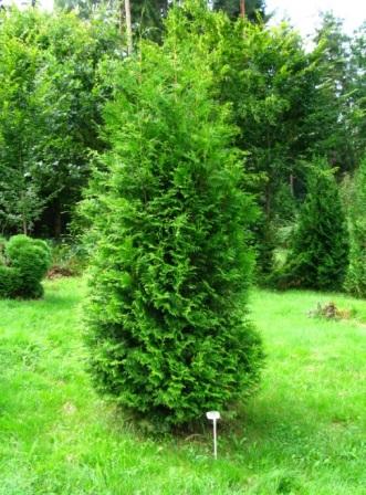 Thuja occidentalis 'Brabant'