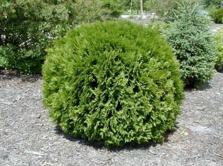 Thuja occidentalis 'Woodwardii'