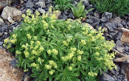 Манжетка Хоппе посадка и уход фото alchemilla-hoppeana
