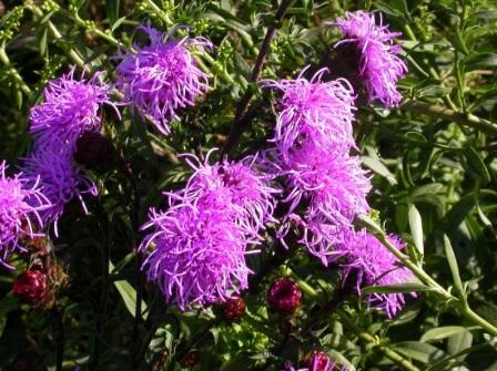 Лиатрис пленчатый посадка и уход в открытом грунте liatris-scariosa