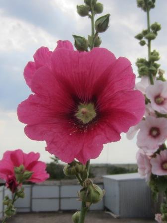 malva-mnogoletnyaya-posadka-i-uhod2
