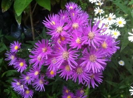 Aster variety