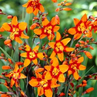 crocosmia-emily-mc-kenzie