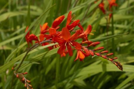 crocosmia-lucifer